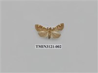 藏品(螟蛾226)的圖片